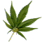 ganja